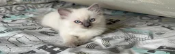 Ragdoll cats for sale: Ragdoll kittens 2 girls 1 boy - Advert 4