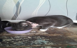 Mixed Breed cats for sale: Baby G - Image 1