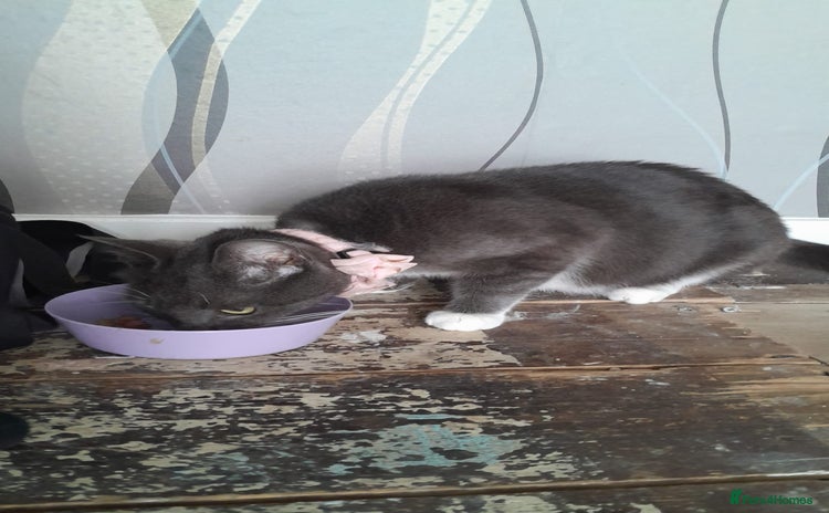 Mixed Breed cats - Advert 1