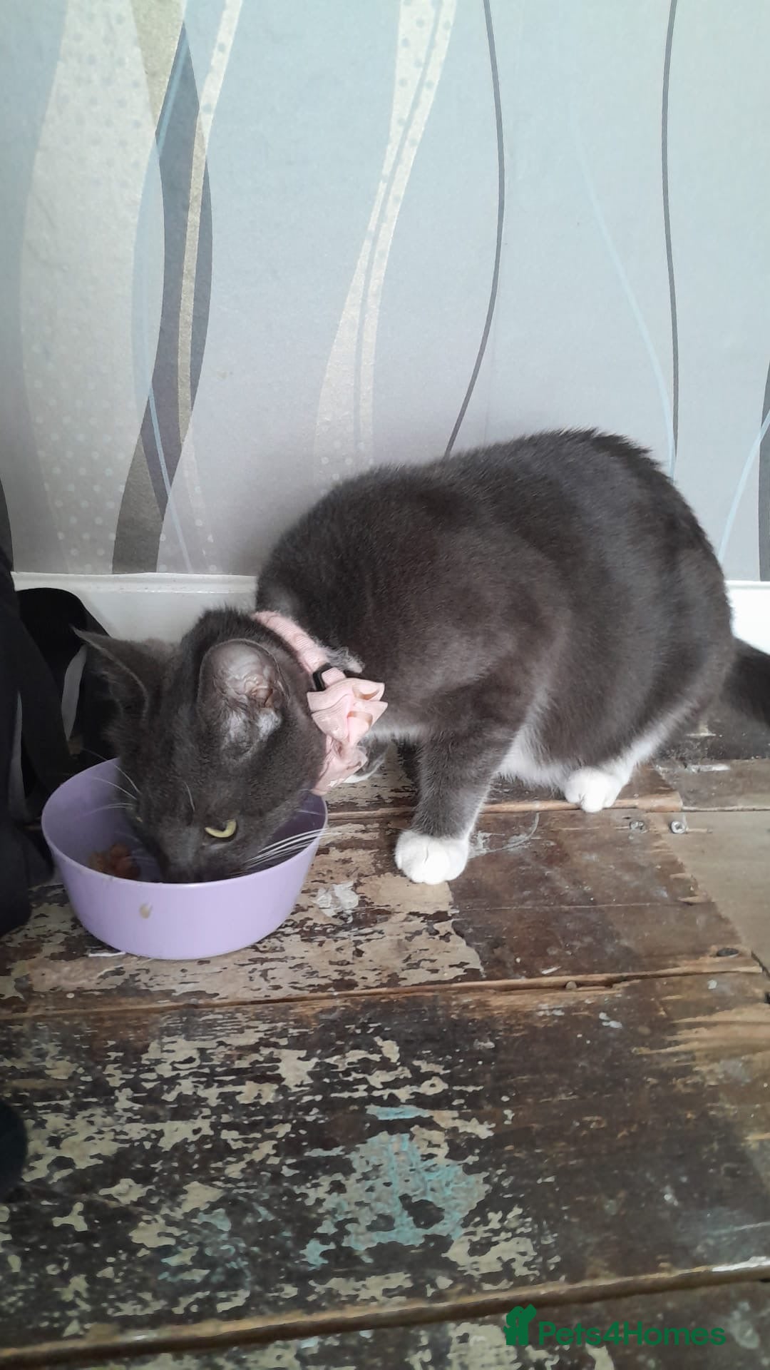 Mixed Breed cats for sale: Baby G - Image 1