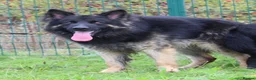 German Shepherd dogs for sale: KC REG OLD STYLE GERMAN SHEPHERD PUPPIES   - Advert 17