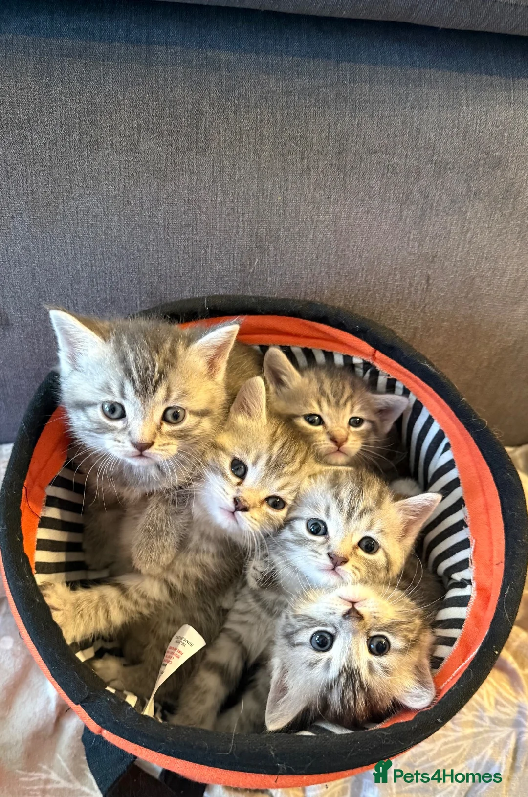 British Shorthair cats for sale: BSH CROSS - Advert 4