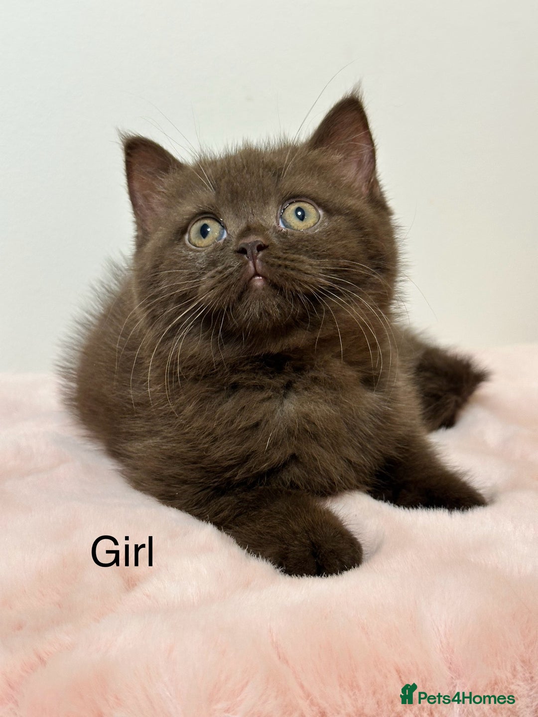 British Shorthair cats for sale: British Shorthair Chunky Chocolate Kittens🐻 - Advert 9