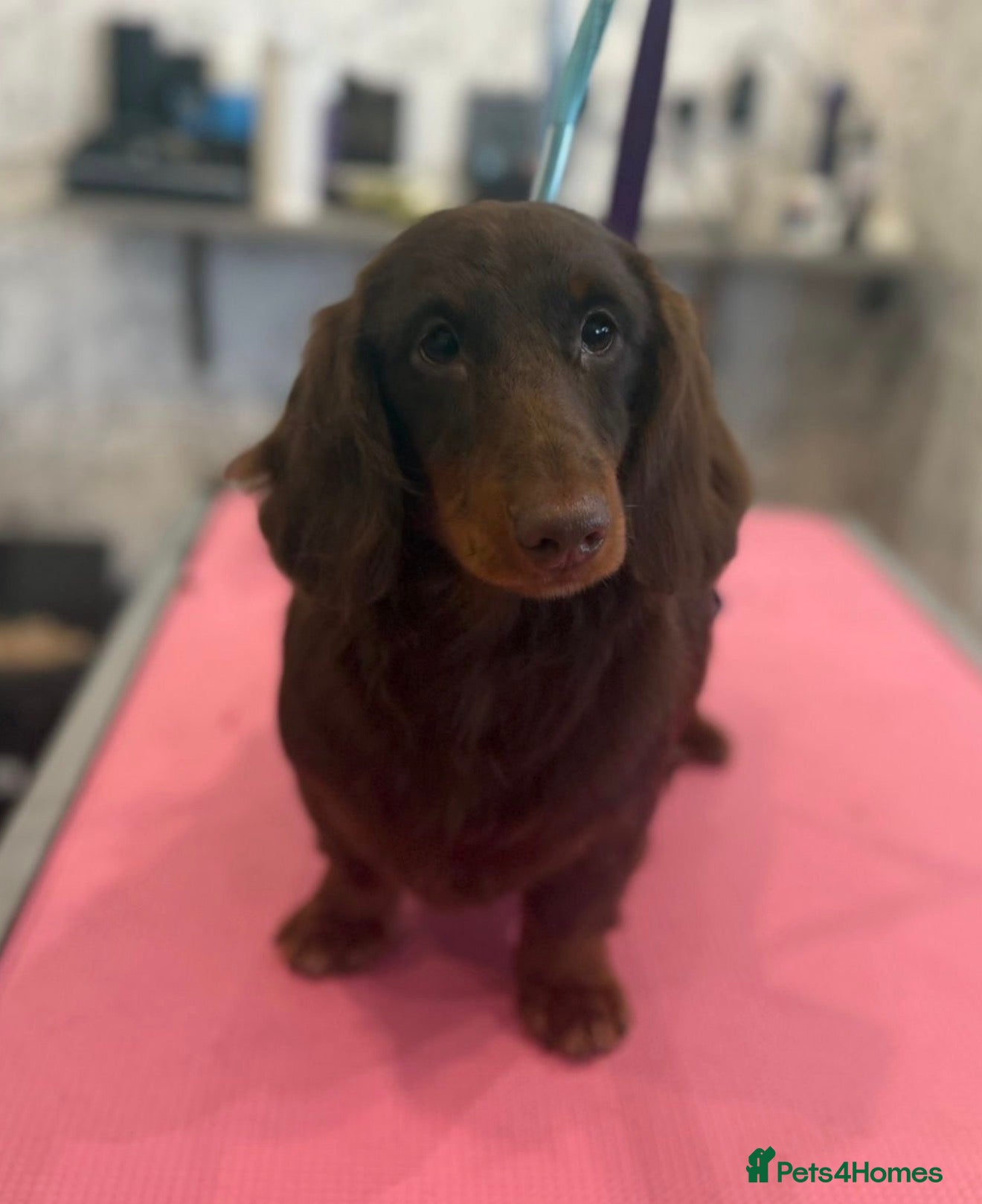 Miniature Dachshund dogs 💙🩵Chocolate Longhair Mini Dachshund💙🩵 - Advert 3