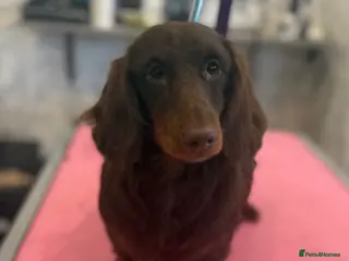 Miniature Dachshund dogs 💙🩵Chocolate Longhair Mini Dachshund💙🩵 - Advert 2