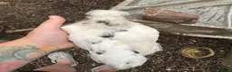 Chickens poultry for sale: Silkie cross Pekin boys - Advert 7