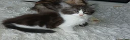 Mixed Breed cats for sale: Long hair male kitten  - Advert 2