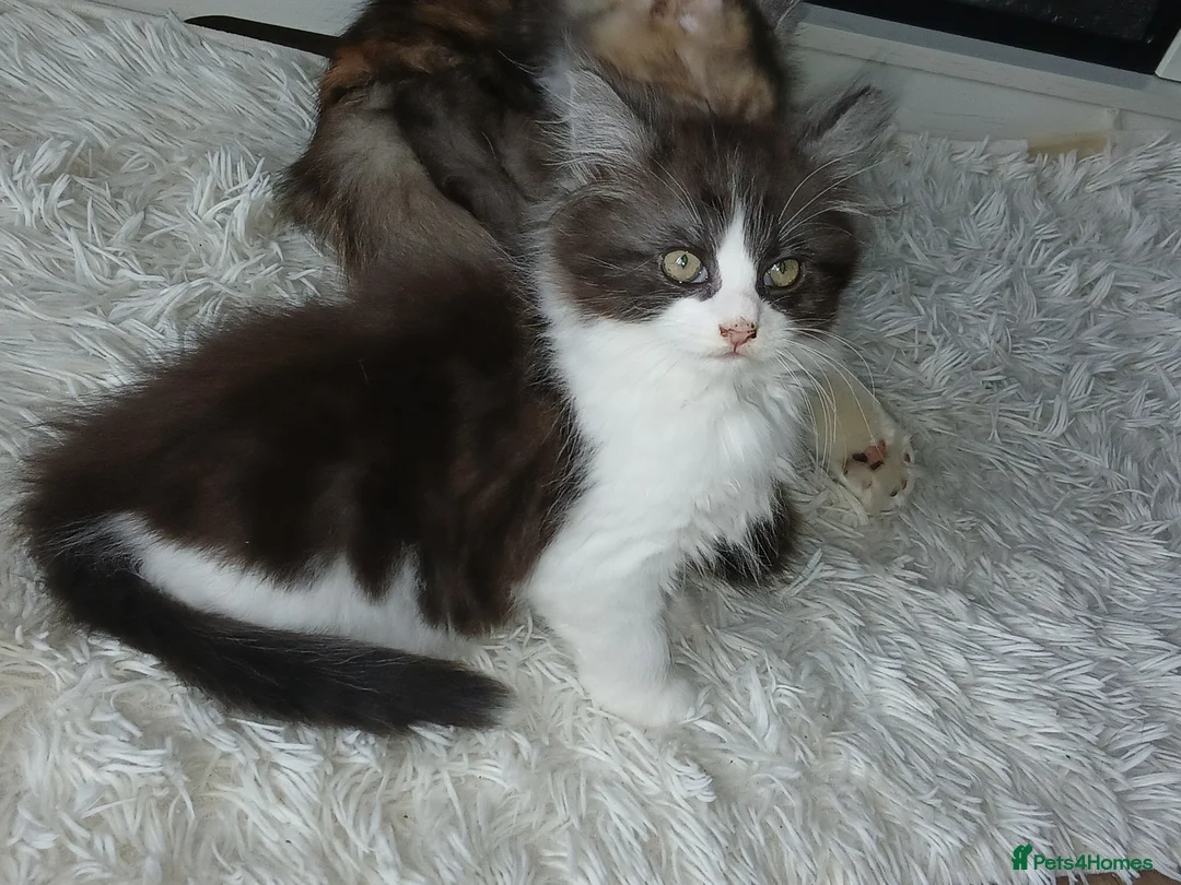 Mixed Breed cats for sale: Long hair male kitten  - Advert 2