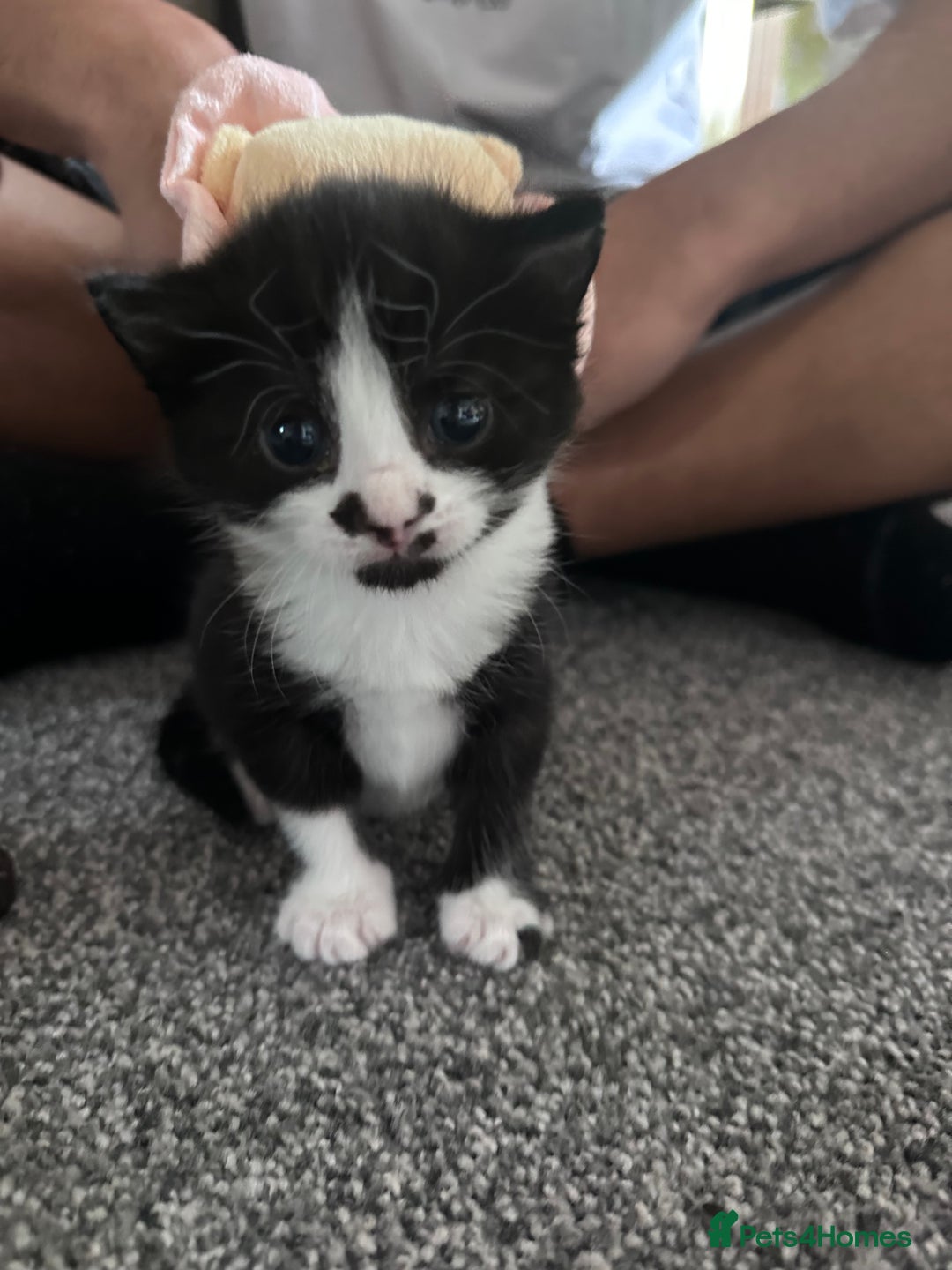 Mixed Breed cats for sale: 2 Beautiful girls for sale  - Image 5
