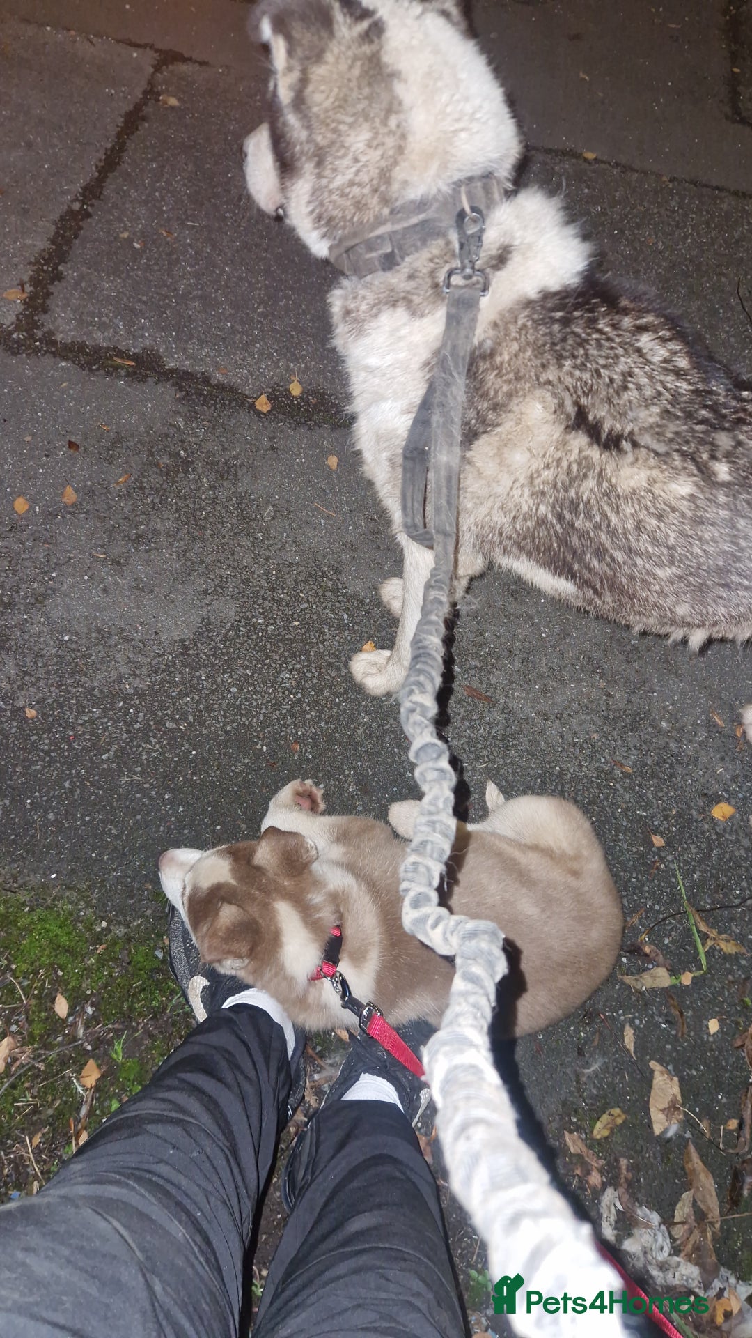 Siberian Husky dogs for sale: Husky puppy's  - Advert 3