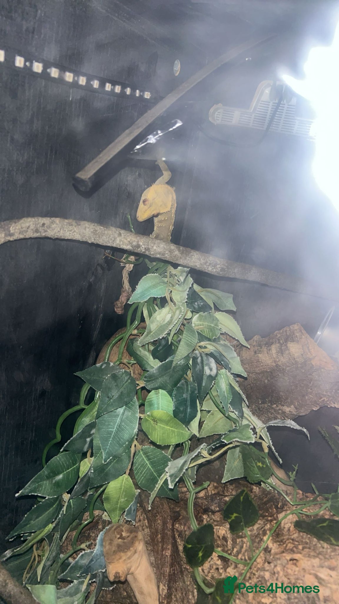 Gecko reptiles Crested gecko for rehoming  - Advert 1