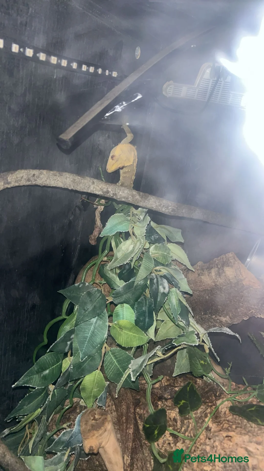 Gecko reptiles for sale: Crested gecko for rehoming  in Wolverhampton - Advert 1