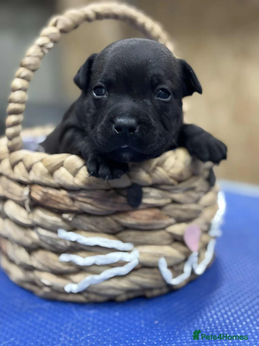 Staffordshire Bull Terrier dogs for sale: Staffordshire Bull Terrier Pups ready now  - Advert 14