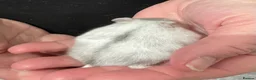 Hamster rodents for sale: Baby Winter White Russian hamsters (pure bred). - Advert 6