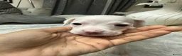 Mixed Breed dogs for sale: Mixed breed puppies in Rowley Regis - Advert 18