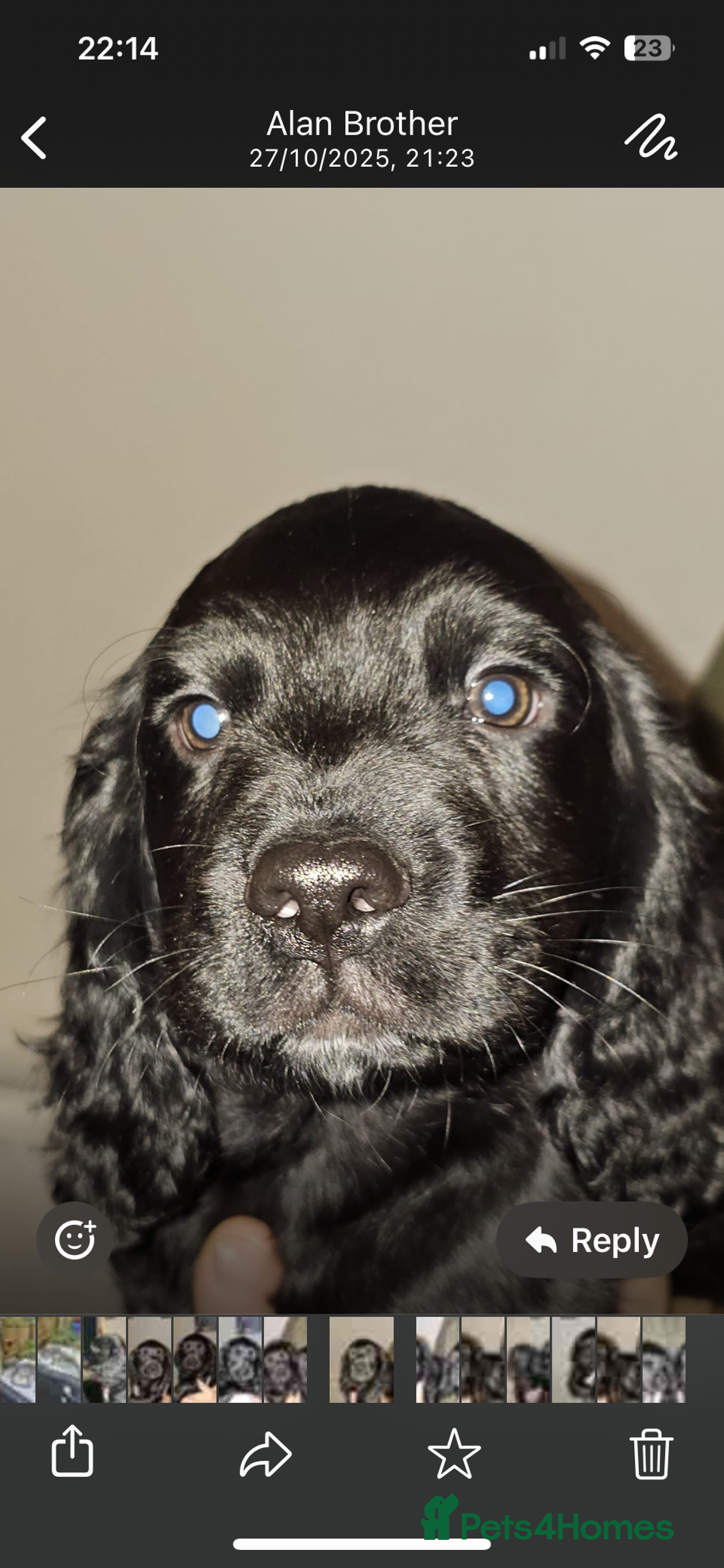 Cocker Spaniel dogs for sale: Working cocker spaniel pups - Advert 5