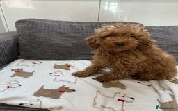 Toy Poodle dogs for sale: Toy poodle girl  - Advert 3