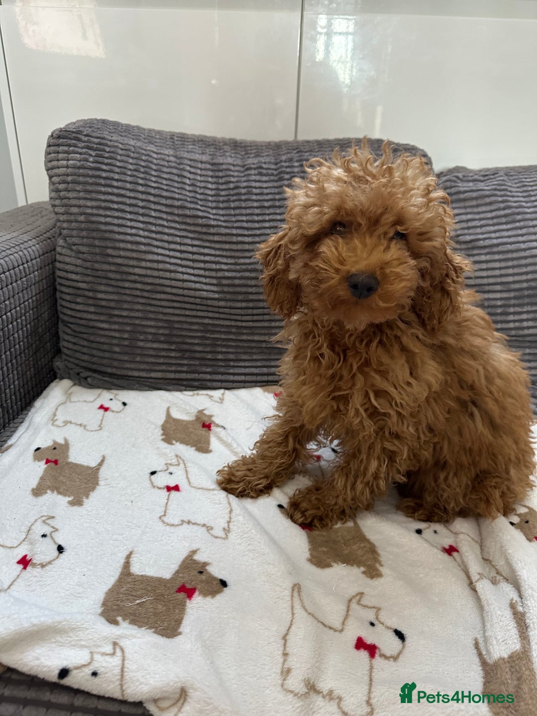 Toy Poodle dogs for sale: Toy poodle girl  - Advert 3