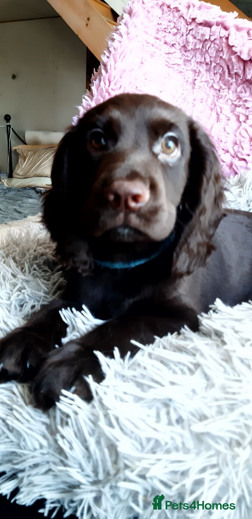 Cocker Spaniel dogs LAST BOY LEFT PRICE REDUCED KC reg W C Spaniel pup - Advert 2