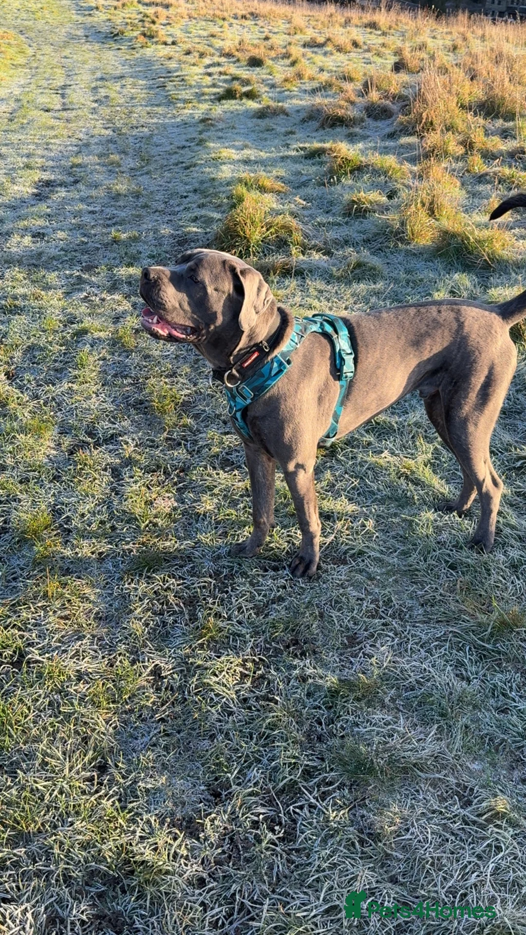 Cane Corso dogs for sale: 10 month old cane corso  - Advert 7