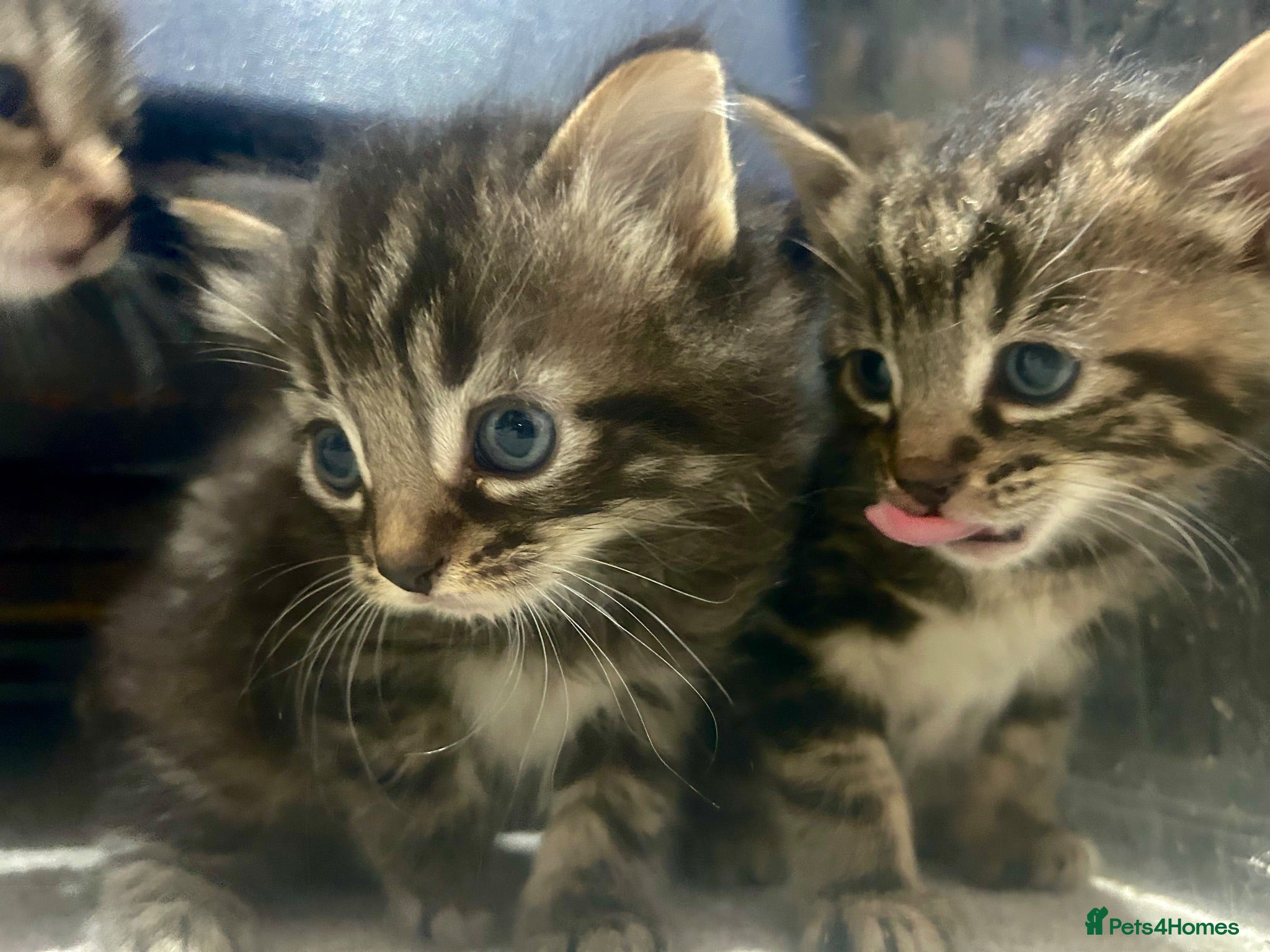 Bengal cats Bengal x kittens ready end of August 2 girls left  - Advert 3