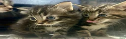Bengal cats for sale: Bengal x kittens ready end of August 2 left  - Advert 1