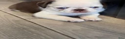 Pug dogs for sale: Beautiful Exotic Pug Puppies - Advert 11