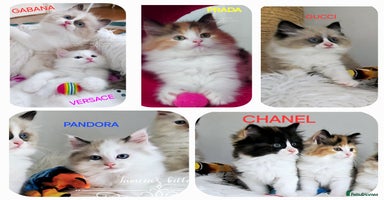 Ragdoll cats - Advert 16
