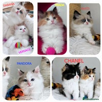 Ragdoll cats - Advert 9