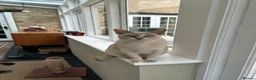 Burmese cats for sale: Retired queen, now ready for forever home in Witney - Advert 6