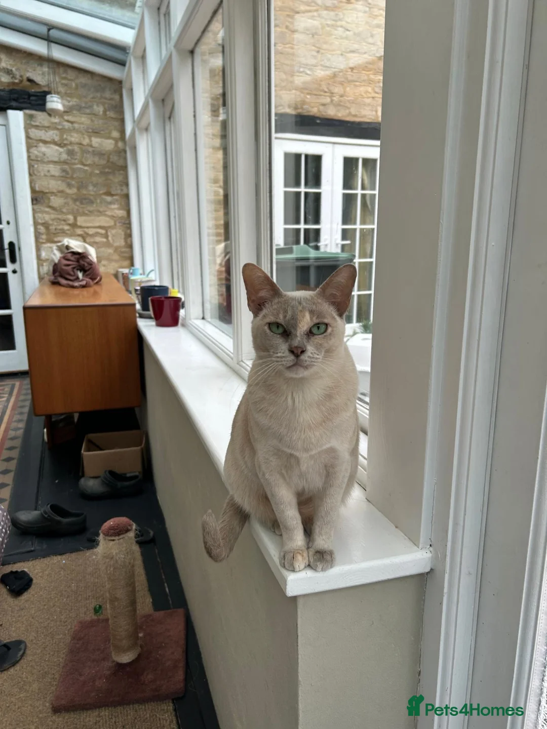 Burmese cats for sale: Retired queen, now ready for forever home in Witney - Advert 6