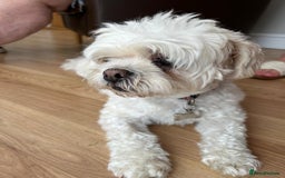 Lhasa Apso dogs for sale: Toby needs a new loving home! **£00.00** - Image 2