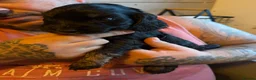 Cocker Spaniel dogs for sale: Cocker spaniel puppies - Advert 6