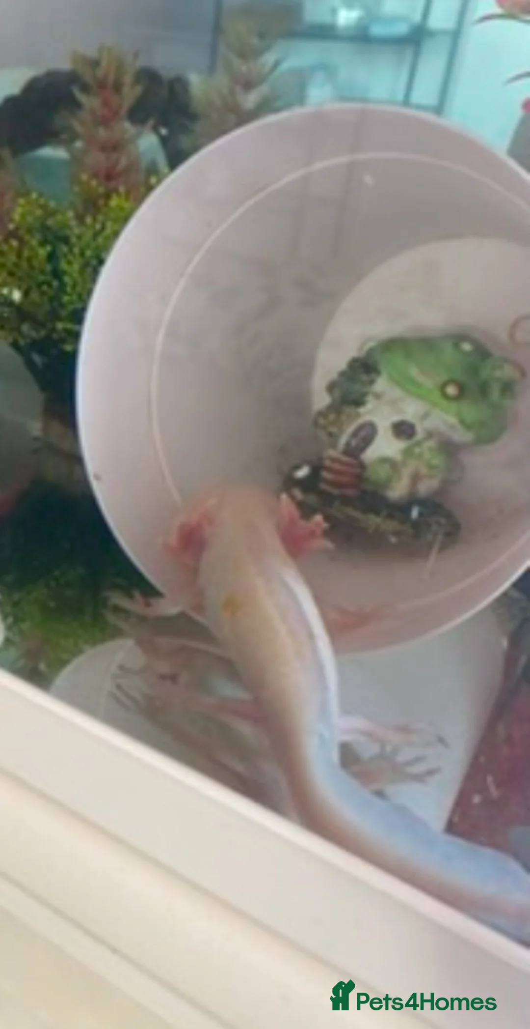 Axolotl reptiles for sale: Axolotl for sale with the tank - Advert 1