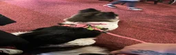 Akita dogs for sale: Female Akita  - Advert 1