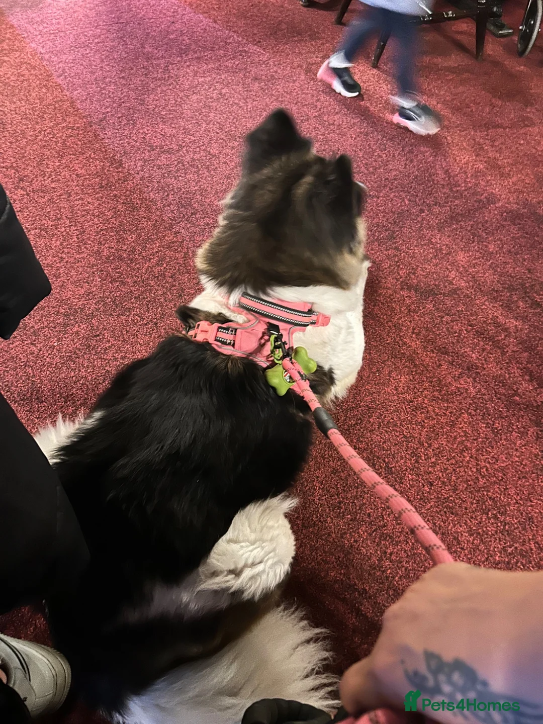 Akita dogs for sale: Female Akita  - Advert 1