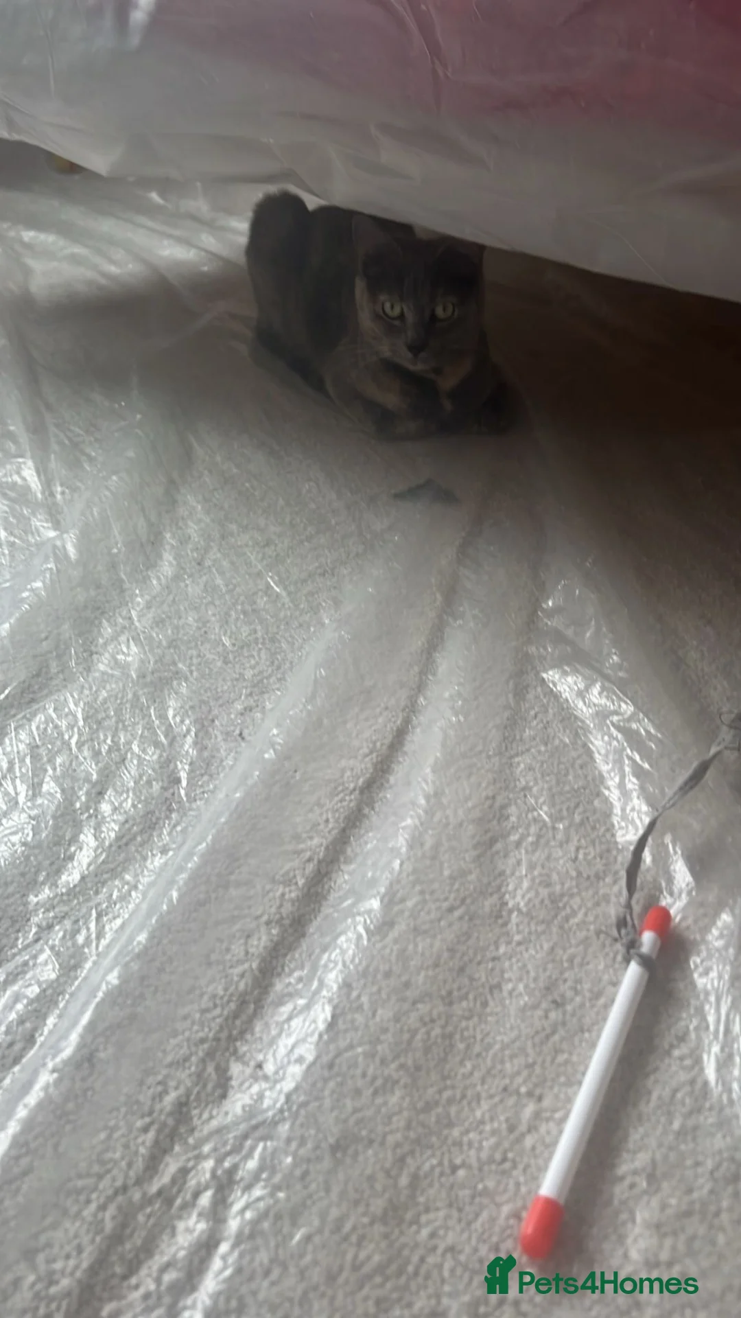 Mixed Breed cats for sale: 2 female cats  in Chippenham - Advert 4