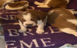 Welsh Springer Spaniel dogs for sale: Kc reg Welsh springer spaniel male puppies - Image 28