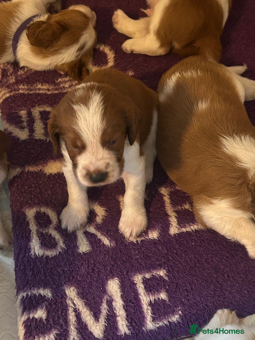 Welsh Springer Spaniel dogs for sale: Kc reg Welsh springer spaniel male puppies - Image 28