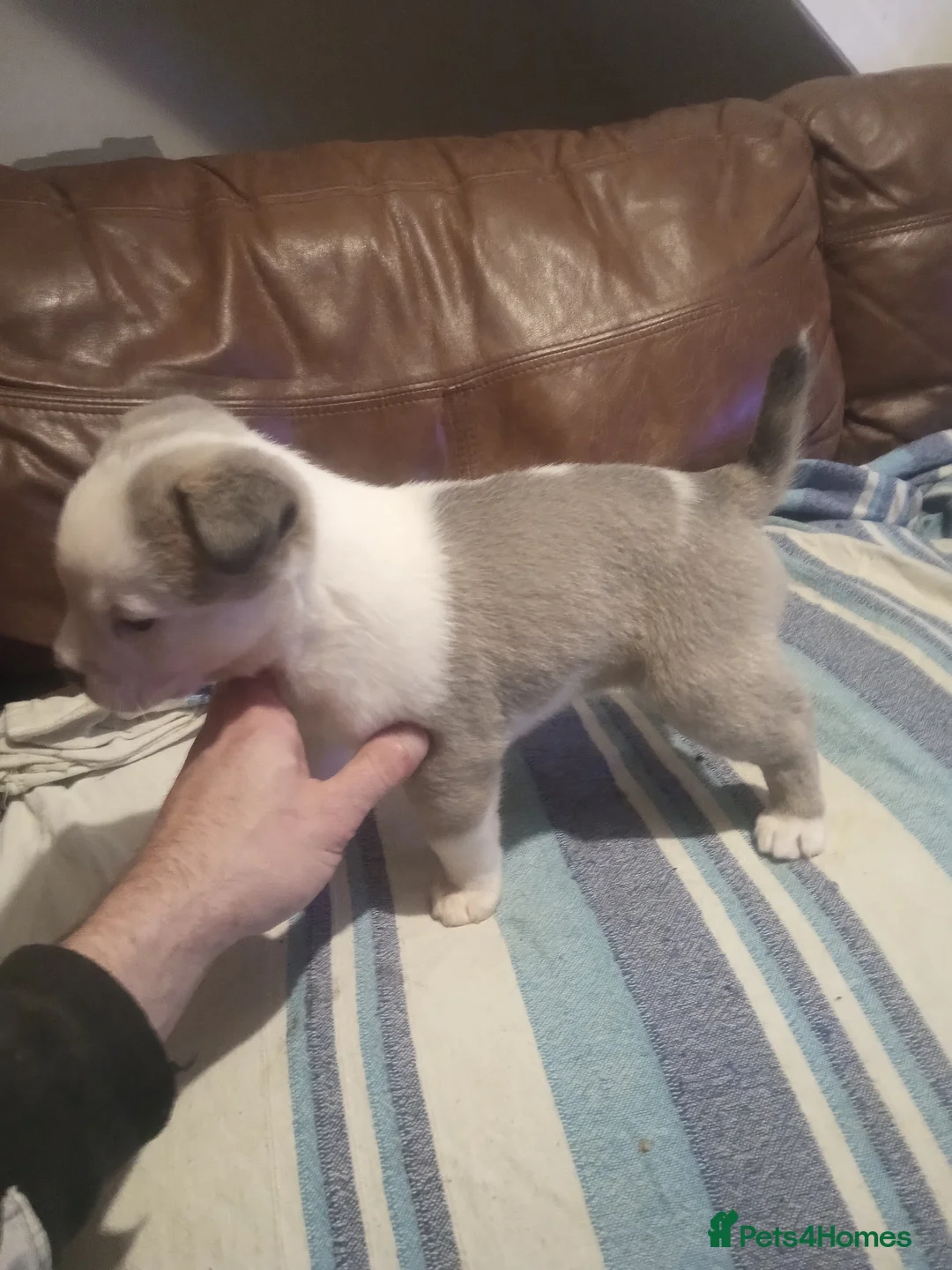 Mixed Breed dogs for sale: Akita x American staff puppies for sale  - Advert 16