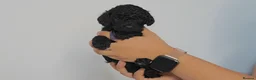 Cavapoo dogs for sale: Cute Cavapoo Puppies Looking for Forever Homes - Advert 25