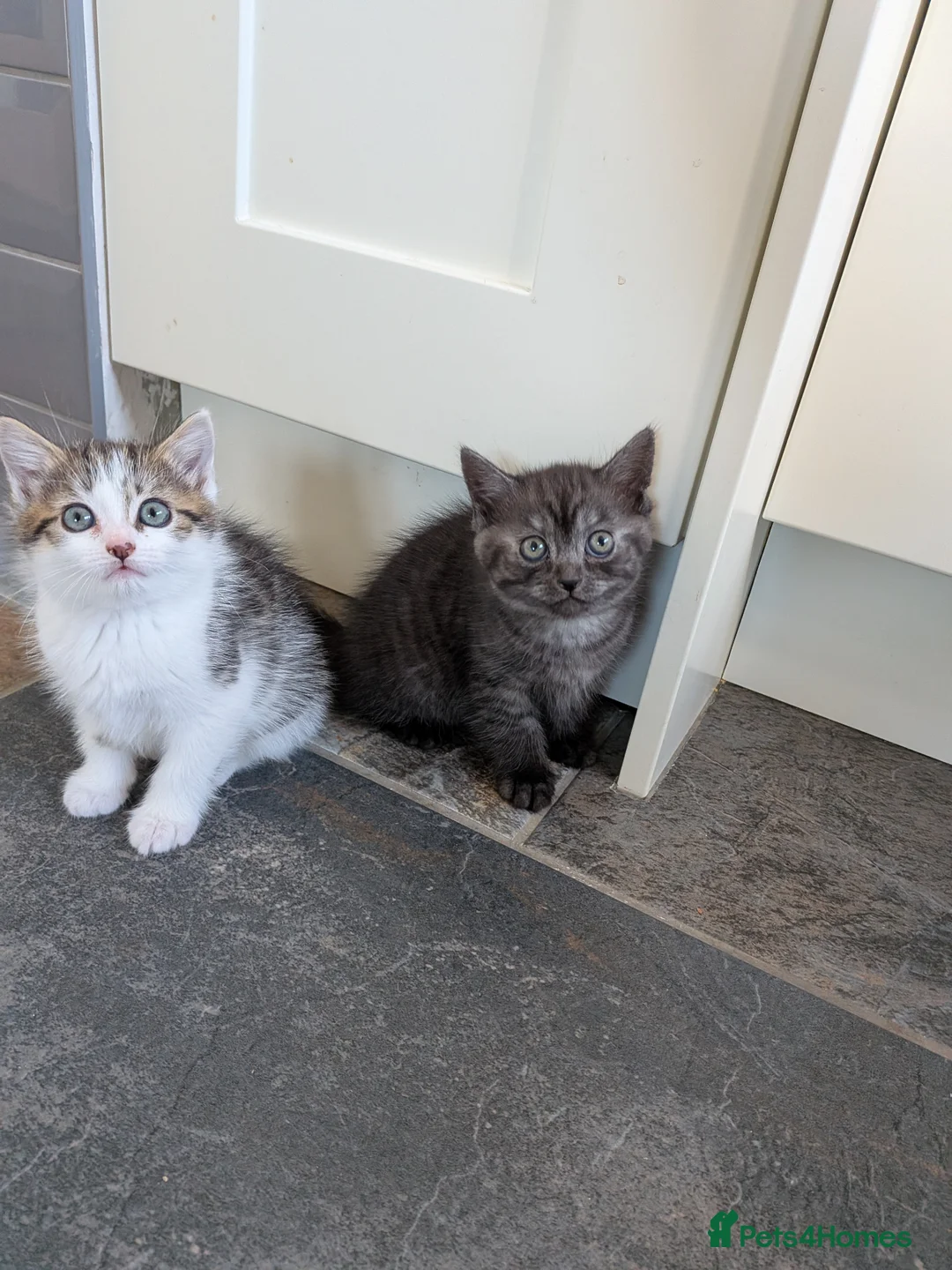 Mixed Breed cats for sale: 2 very cute male kittens for sale - Advert 2