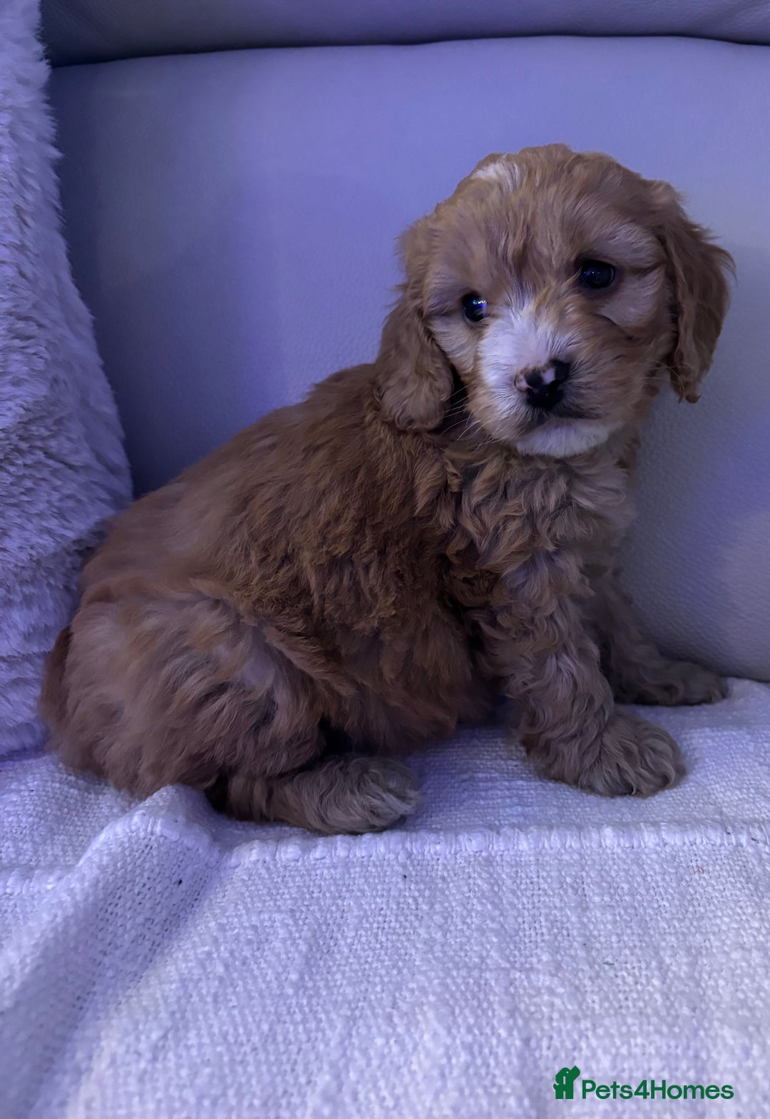 Cockapoo dogs for sale: 🐶🐶 cockerpoo puppies 🐶🐶 - Advert 10