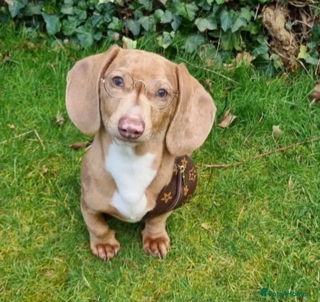 Miniature Dachshund dogs for sale: ✨ REDUCED! 3 OUTSTANDING QUALITY KC PUPS  ✨ - Image 15