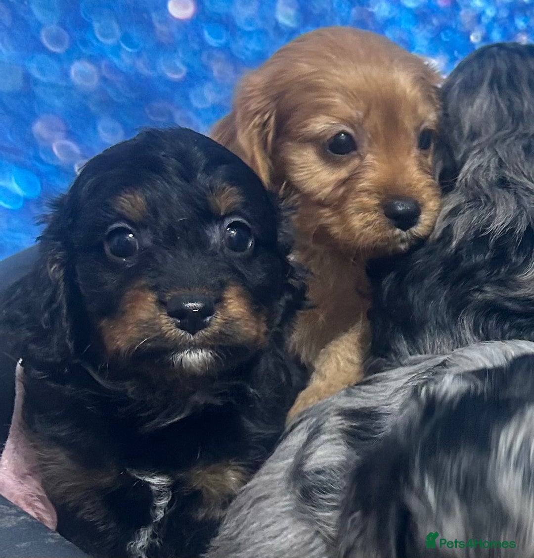 Cavapoo dogs for sale: F1 cavapoo puppies 🐶 🩵💜 - Image 16