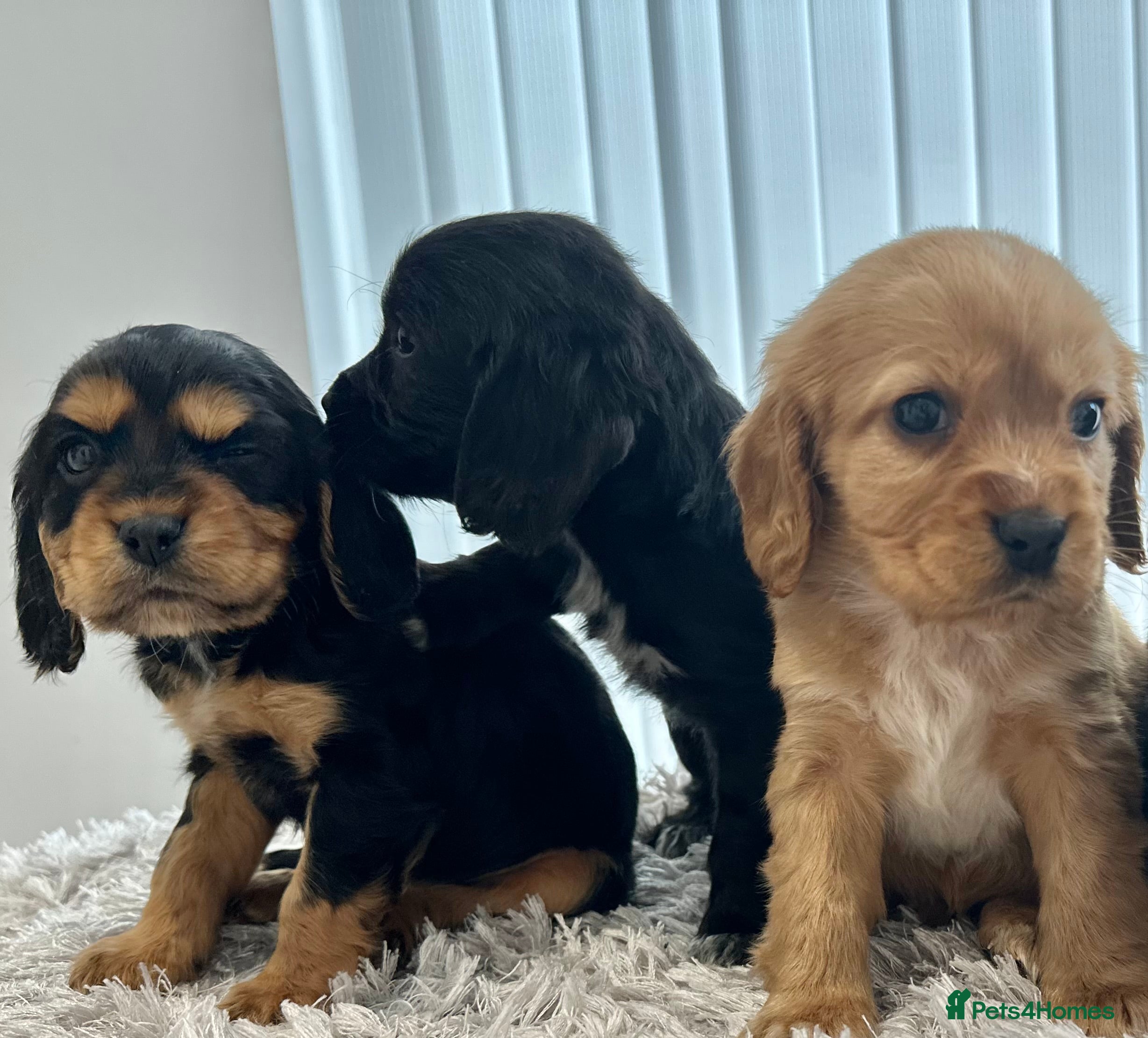 Cockalier dogs Cocker Spaniel Cavalier King Charles Puppy puppies - Advert 3