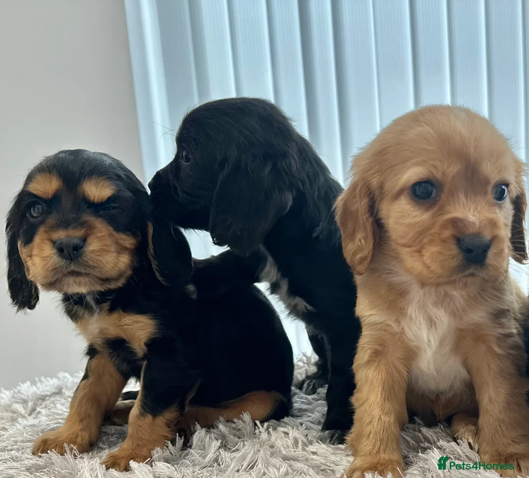 Cockalier dogs for sale: Cocker Spaniel Cavalier King Charles Puppy puppies - Advert 6