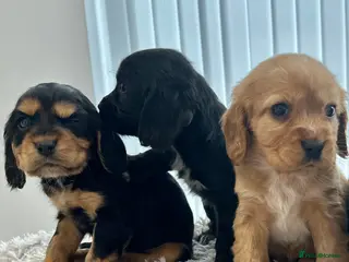 Cockalier dogs Cocker Spaniel Cavalier King Charles Puppy puppies - Advert 3
