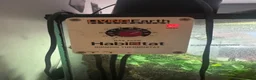 Gecko reptiles for sale: Pair of Tokay Geckos and set up in Redditch - Advert 6