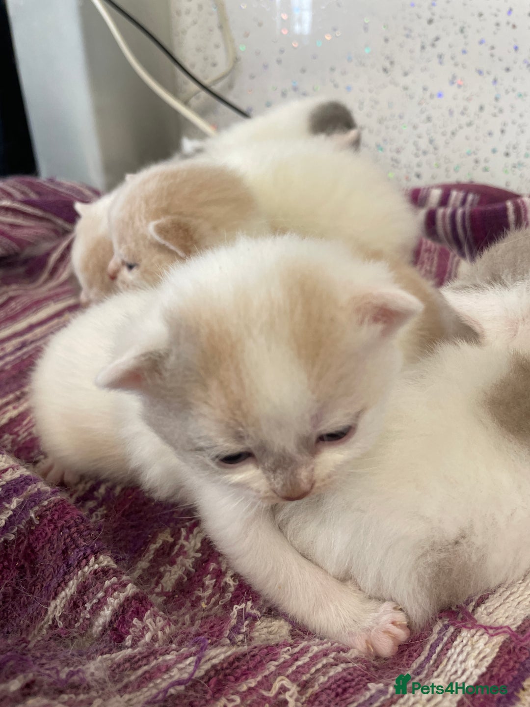 British Shorthair cats for sale: 5  Registered British Shorthair  in Manningtree - Image 17